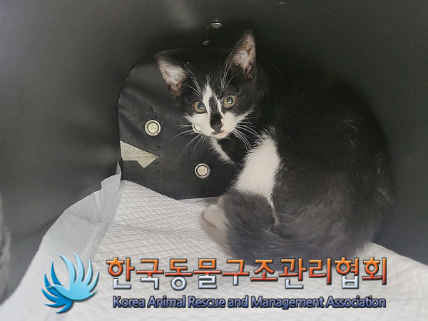 한국동물구조관리협회_411300202300250